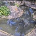 St. Augustine - Alligator Farm (Caimanes)