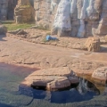 Kansas City Zoo - Oso Polar