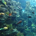 Aquarium of the Pacific - Recife Tropical