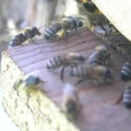 Honey Bees - Landing Zone