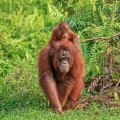 Ape Cam - San Diego Zoo