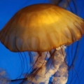 Meduse - Long Beach