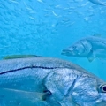 Deerfield Beach - Underwater Camera (Florida)