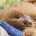 Costa Rica - Preguiças (Sloth TV)