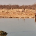 Namíbia - Safarihoek (Etosha Heights)