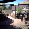 Colorado Springs - Jirafas del Cheyenne Mountain Zoo