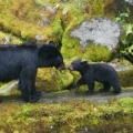Ursos - Anan Creek, Alasca