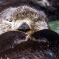 Seattle Aquarium - Lontras-marinhas