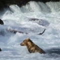 Orsi alle Riffles - Katmai