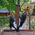 Cornell Feeders at Sapsucker Woods