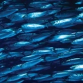Monterey Bay Aquarium - Mar Aberto