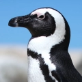 Penguins - San Diego Zoo