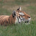 Tigres - Turpentine Creek