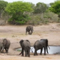 Tembe - Tembe Elephant Park